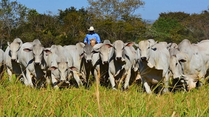 Preços da arroba do boi gordo despencam no Brasil em maio